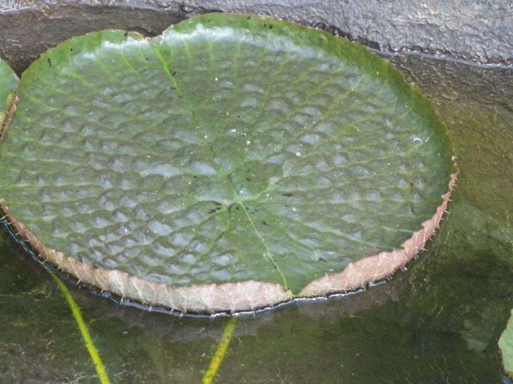 お出かけ先の画像 by bukkieさん | お出かけ先とオオオニバスと観葉植物とボタニカルライフと植物男子と植物男子のお出かけといつかのある日と緑のある暮らしと植物園