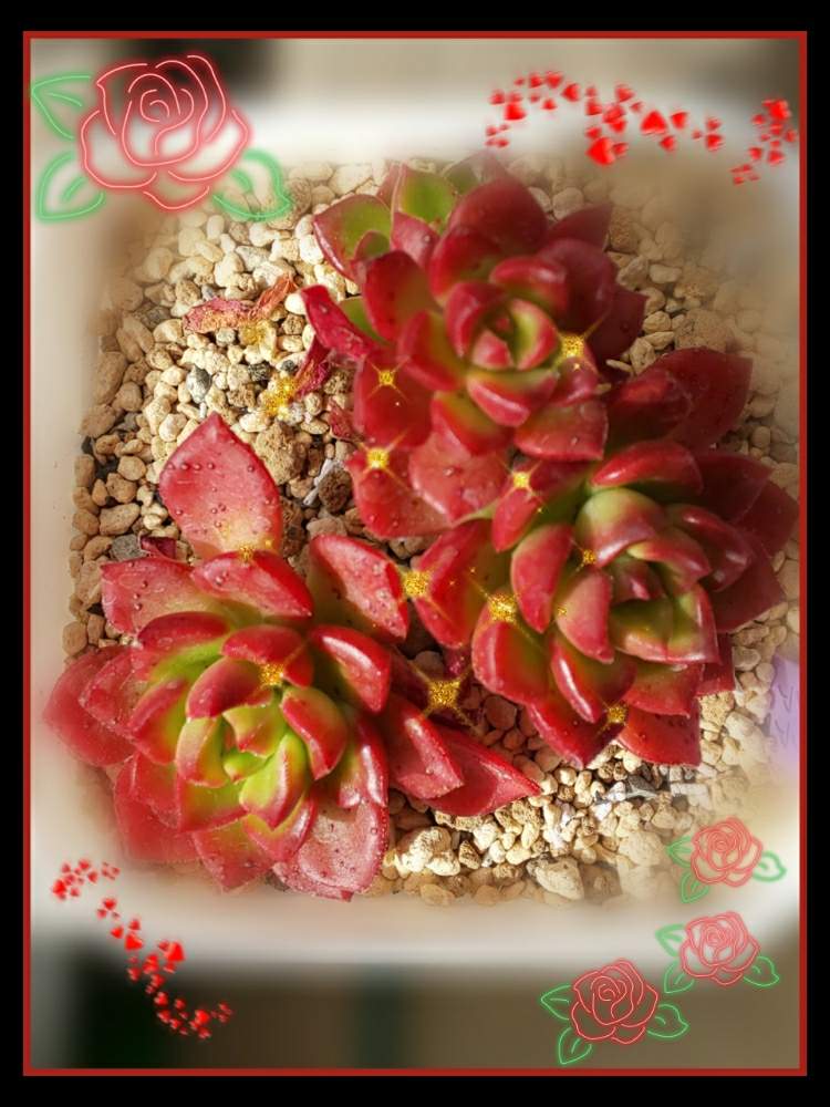 エクステリアの画像 by DJマリアさん | エクステリアとレティジアと多肉中毒と多肉植物とホームセンター産と多肉女子と紅葉多肉と多肉初心者