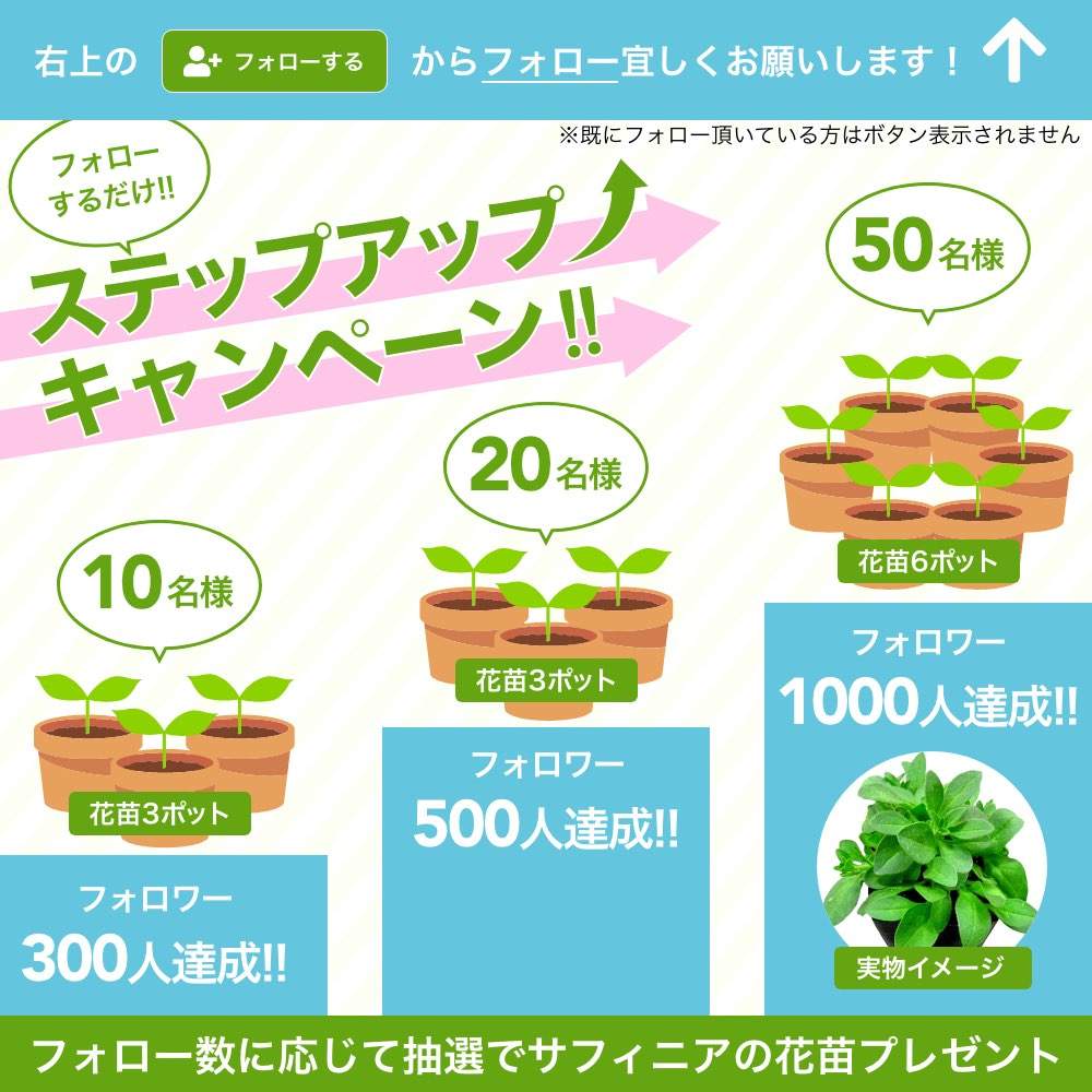 小さな庭の画像 by サントリーフラワーズさん | 小さな庭とサフィニアとサンフラビトとサンフラマニアとサントリー フラワーズとキャンペーンと花と生きるサントリー