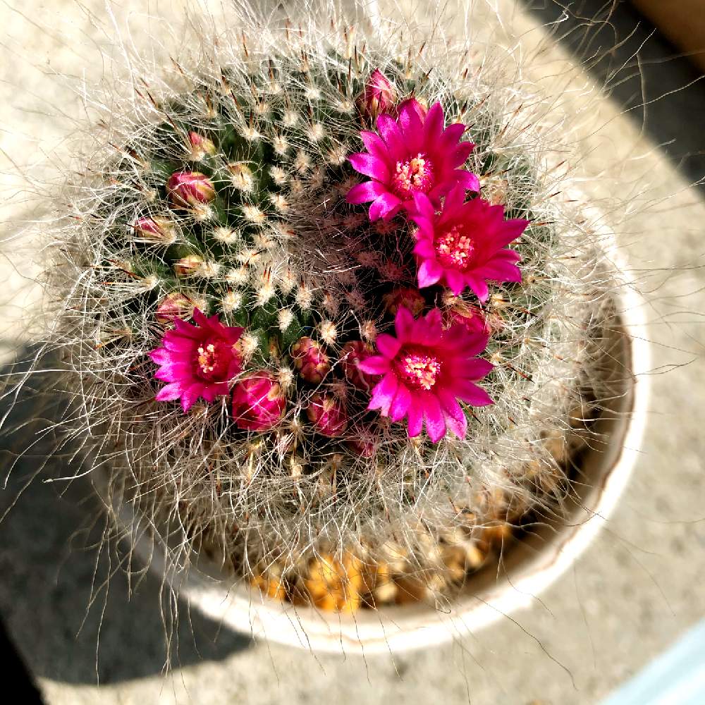 の画像 by LOCO❤︎LOCOさん | ユンたくとヒヤミカチ首里城!と南国と北の大地北海道と沖縄と可愛いコとサボテンと男前に夢中と素敵な出会いに感謝とJUNK好きとサボテンの花とちばりよー!被災地!と自然を守ろう!とたにおたくらぶとGS沖縄支部と繋がりに感謝✨と大きくなぁれとGS植物うちなーぐち会