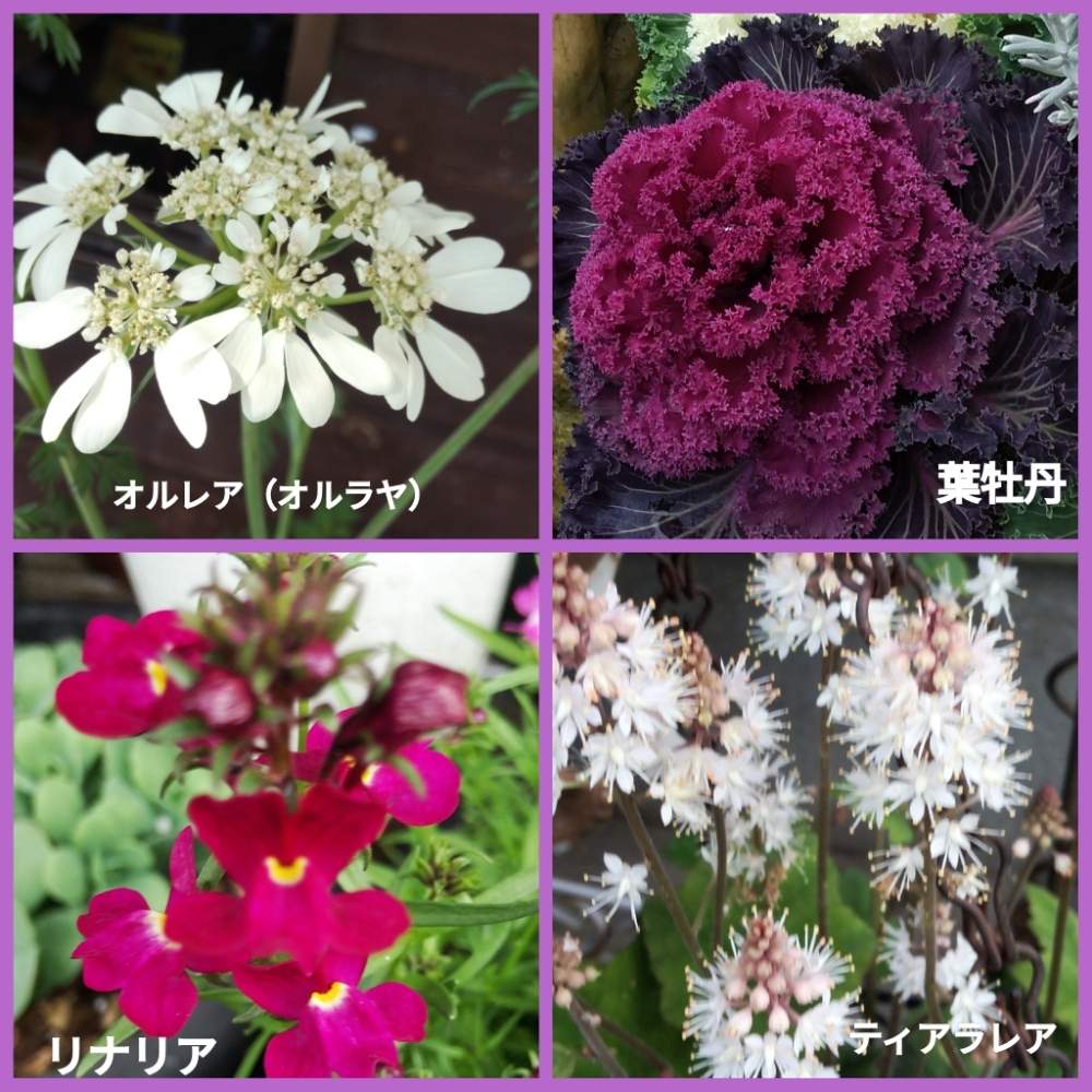 車庫の画像 by メリーさん | 車庫とリナリア☆と葉牡丹☆とティアラレアと鉢植えとオルレア♪と花のある暮らし
