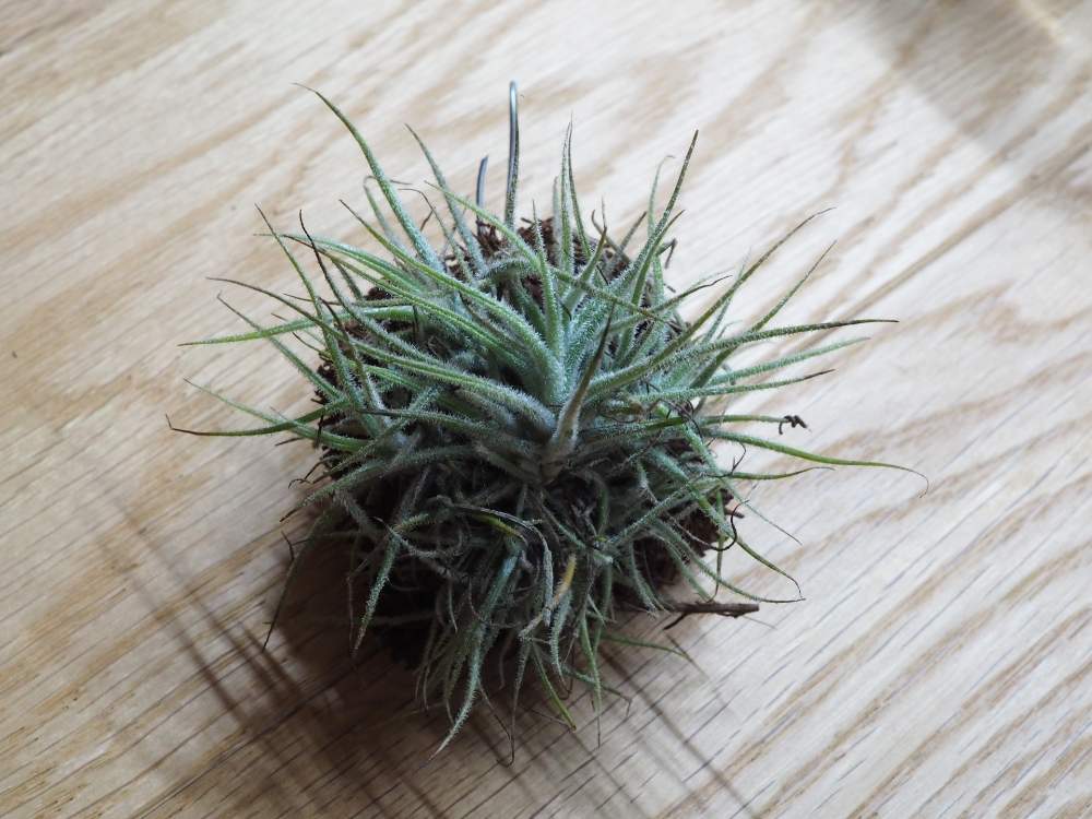 部屋の画像 by Tommyさん | 部屋とティランジア スピラリペタラとTillandsia spiralipetalaと世界らん展2020とエアプランツ チランジアと植中毒と緑のある暮らしとチランジア属と癒し空間と成長記録と植物図鑑とエアプランツとエアープランツ/チランジアと勉強中