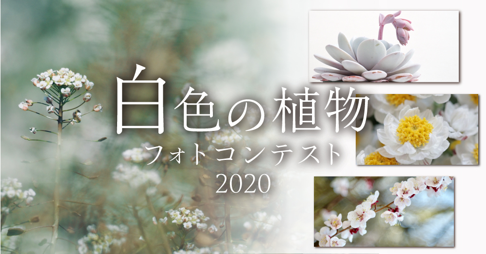 『白色の植物』フォトコンテスト-2020-
