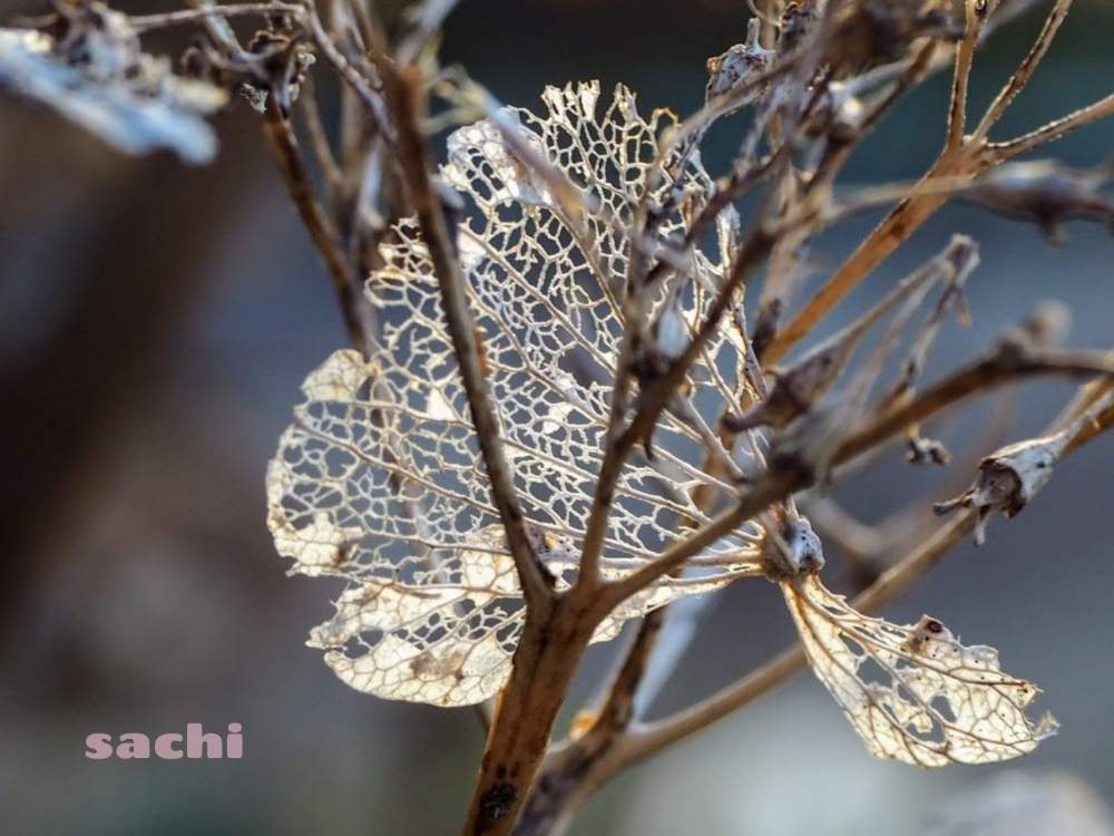 お出かけ先の画像 by sachiさん | お出かけ先とアジサイと城跡と今日の花便りと花のある暮らしとアーティスティックフォトコンと鈴鹿・亀山