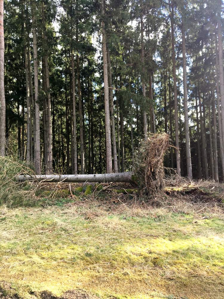 お出かけ先の画像 by DDKさん | お出かけ先と針葉樹とワンコの散歩とドイツ