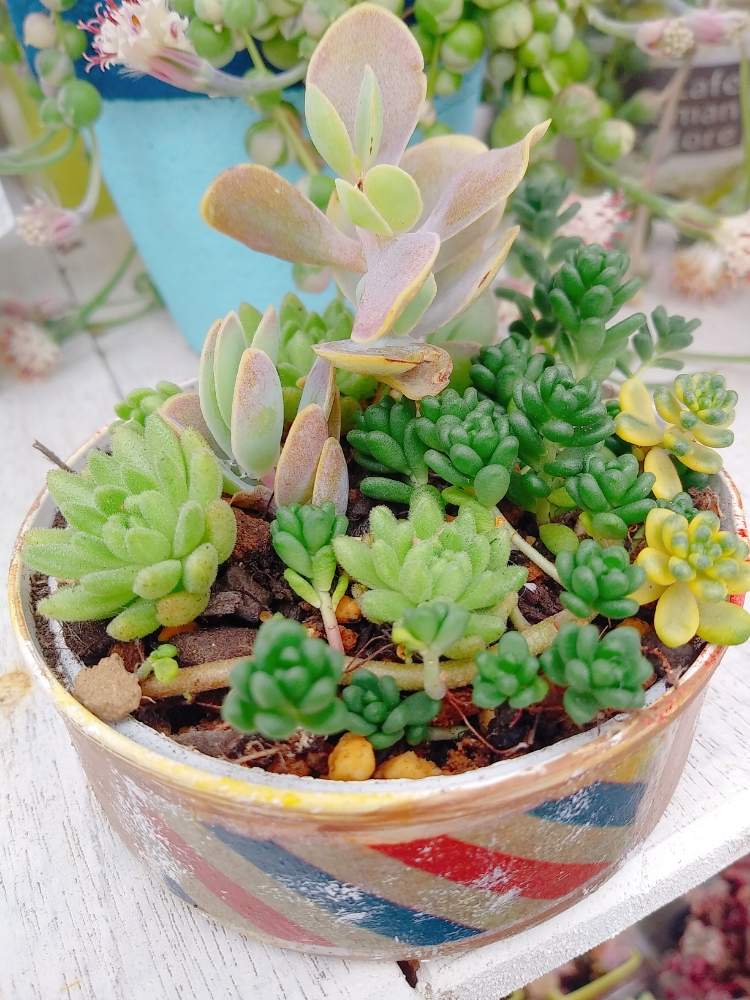 の画像 by ちこりんさん | しじみ蝶とセダム属と多肉植物とHTCとリメ缶とリメ缶 手作りリメイク缶と多肉女子とたに倶楽部とリメ缶・リメ鉢と花のある暮らしとHTC社員と多肉植物の紅葉と家庭菜園奮闘日記とたにおたくらぶ