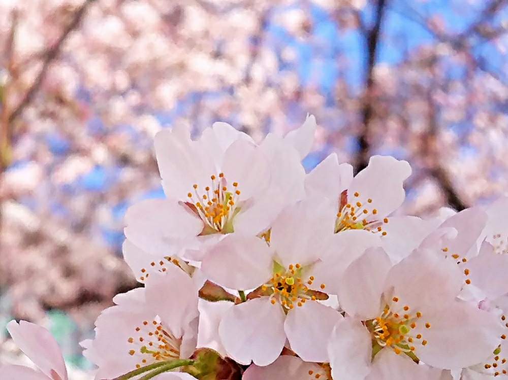 お出かけ先の画像 by toshi17さん | お出かけ先とさくら サクラ 桜としあわせ色とvividとスマホ撮影とfrom過去ライブラリとかわいい♡とお写んぽとサクラ咲く♪と華やかと可憐と春先取り✌️とGS映えとピンクワールドと癒される♪と元気色と綺麗と鮮やか と今日の花と花のある暮らしと接写とそのへんloveと2020桜フォトコン