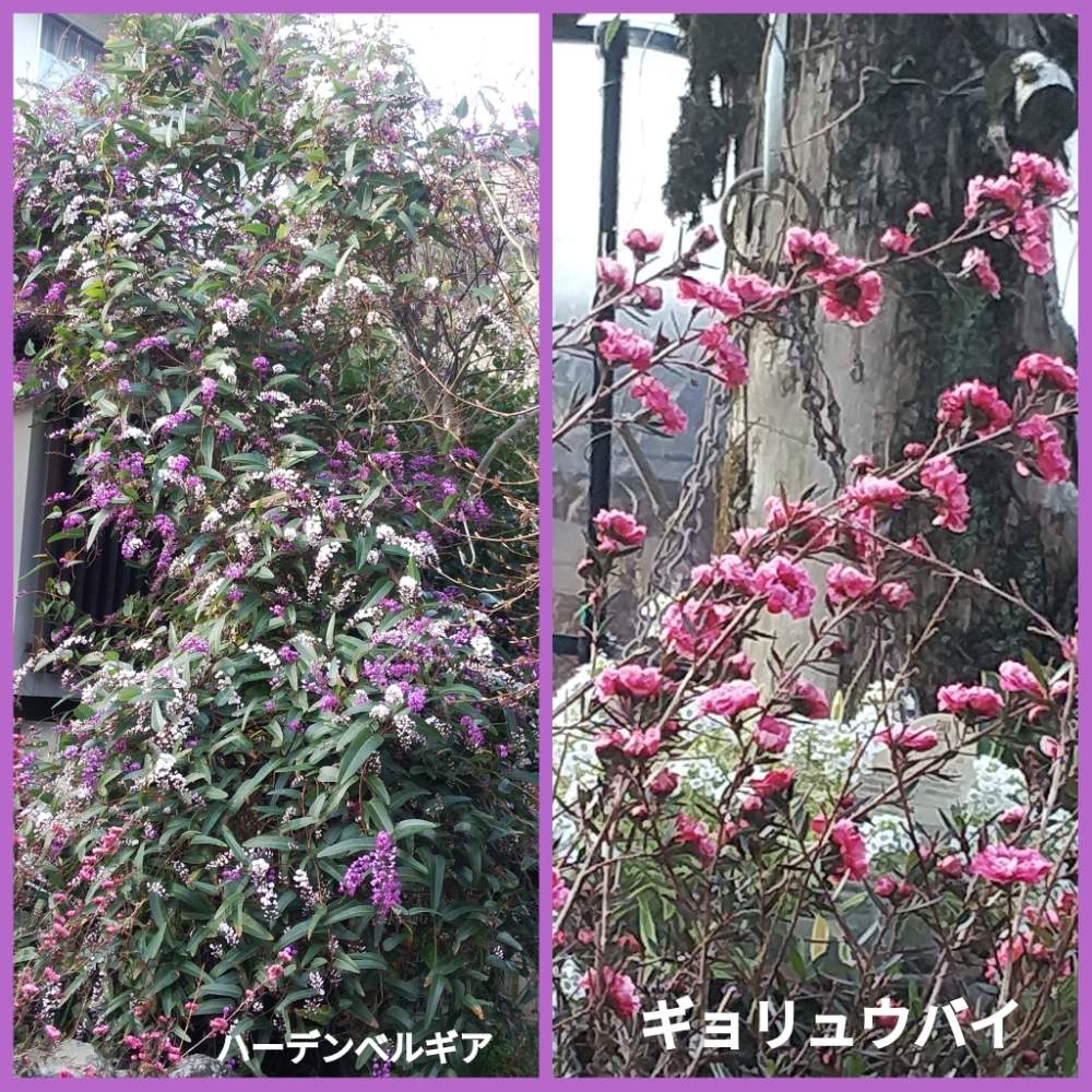 小さな庭の画像 by メリーさん | 小さな庭とスパーアリッサムとハーデンべルギア白と紫と鉢植えと小さい花壇とギョリュウバイ ピンクと花のある暮らしと狭い花壇と地植え