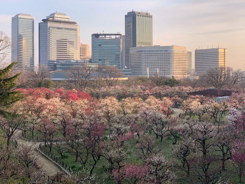 お出かけ先の画像 by Okavangoさん | お出かけ先とうめと三春色と大阪城公園の四季と冬・OSAKAと大阪城公園の梅林と大阪城公園ともしかして春と桜・もも・ピンクとアーティスティックフォトコン