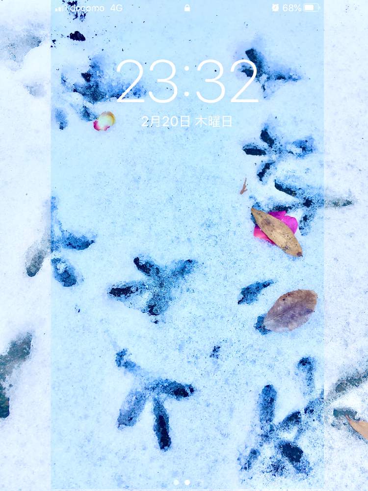 お出かけ先の画像 by nyacoさん | お出かけ先とあしあとと壁紙と鳥のいる景色と雪景色とサザンカ(山茶花)とお散歩道と壁紙祭りと冬の風景と外は雪景色と散歩と雪の足跡と冬の光景と花びらと落ち葉と花のある暮らしとお散歩と壁紙祭り2020冬と ゆき