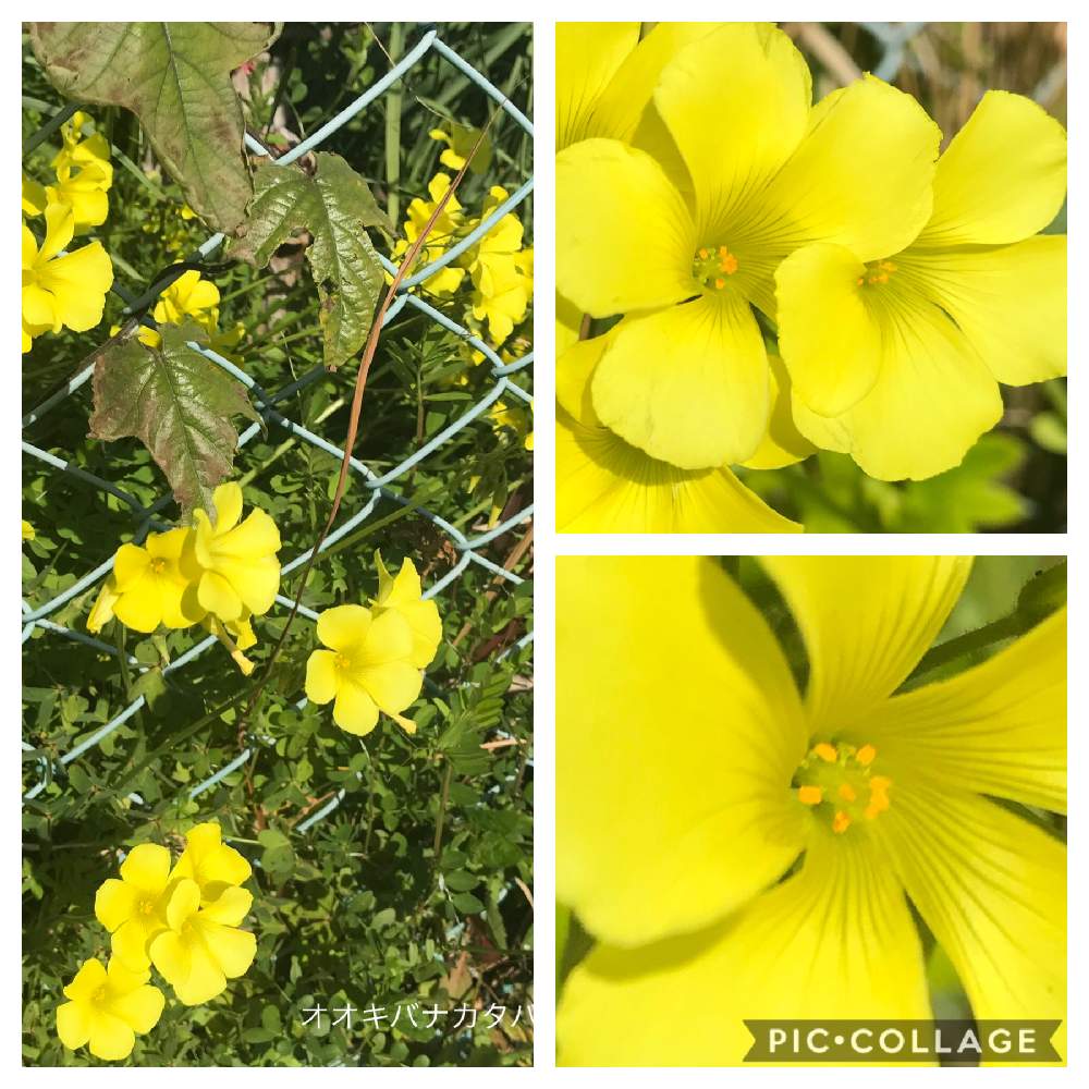 お出かけ先の画像 by アキラさん | お出かけ先とオオキバナカタバミの花と道路脇と春ららら❁︎