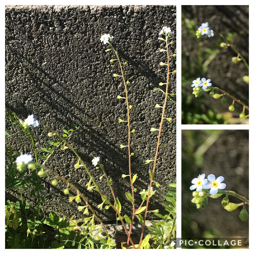 お出かけ先の画像 by アキラさん | お出かけ先と道路脇とキュウリグサ 胡瓜草 ムラサキ科と春ららら❁︎と初めて見た花かも⁉️╮(╯_╰)╭