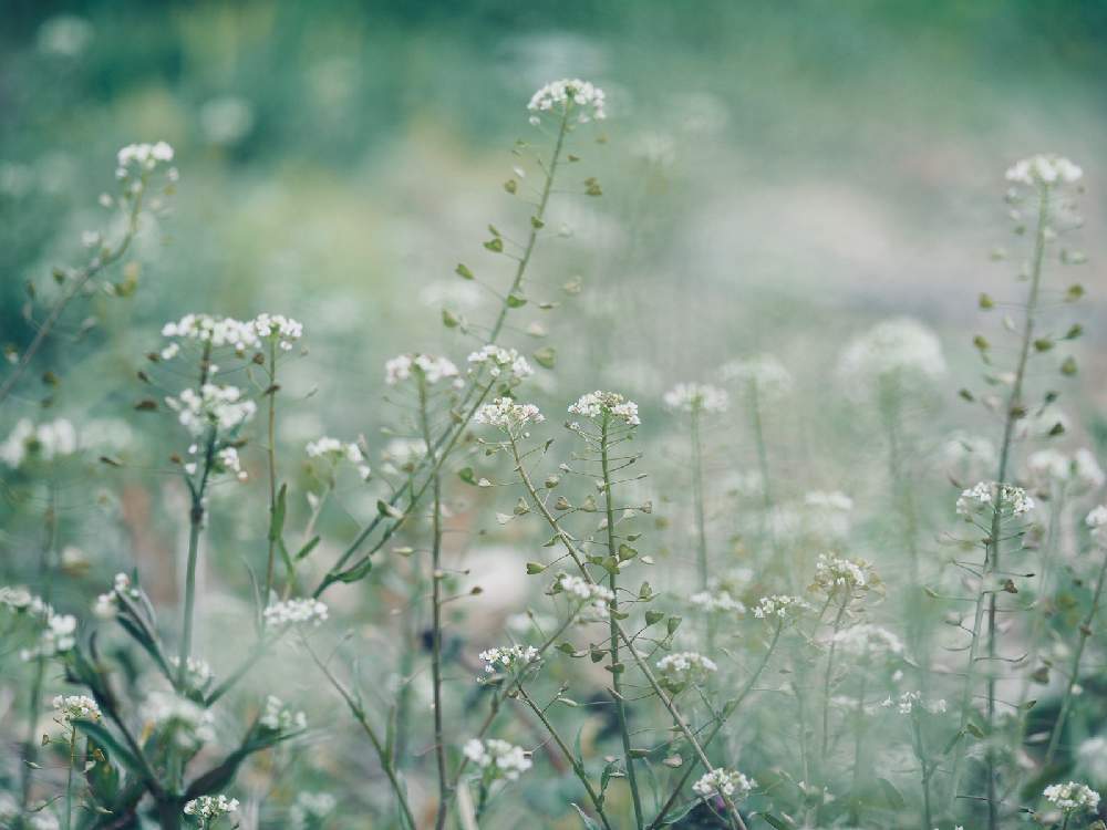 畑の画像 by Tenさん | 畑とナズナとペンペングサと植物のある暮らしとファインダー越しの私の世界と野草とお写ん歩と身近にあるボタニカルスポットと雑草と成長記録とアートなTen写と花のある暮らしと白い植物フォトコン2020