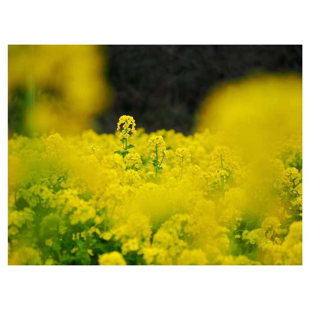 畑の画像 by Tenさん | 畑と菜の花とナノハナと植物のある暮らしとファインダー越しの私の世界とお写ん歩と身近にあるボタニカルスポットと前ボケと成長記録とアートなTen写と菜の花♪とアーティスティックフォトコン