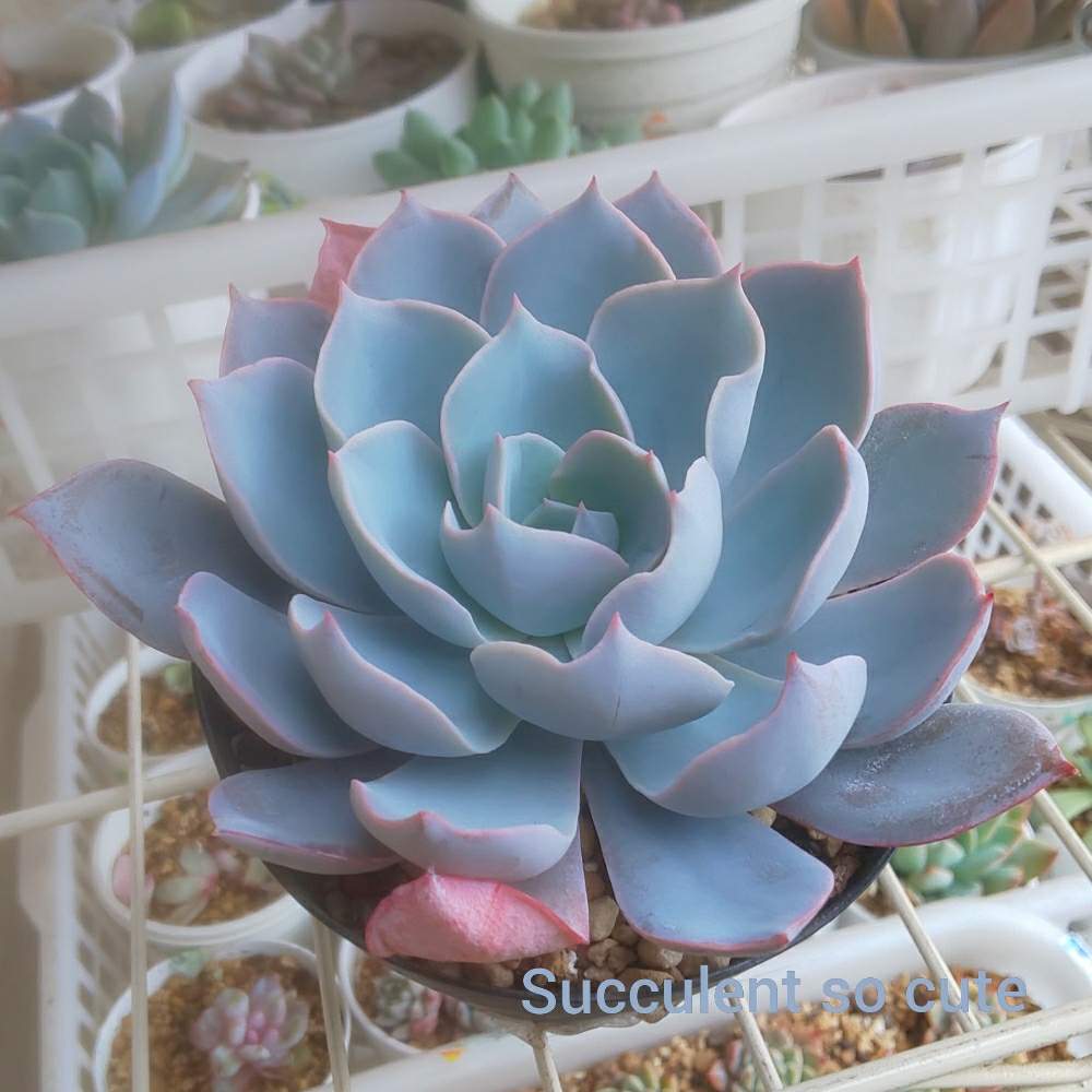 バルコニー/ベランダの画像 by Succulent so cute ♥さん | バルコニー/ベランダとラパンとLupanとチーム大阪とno green no lifeとお気に入り~✴️とエケベリア属とスマホ撮影加工なしとsucculent so cute ♥️とcute ♥️ ラウイ交配とチームグリーンとcute ♥️ ラパンとgreenとSucculent Lifeとenjoy botanical life ♥️とcute ♥️ エケとso cute garden ♥️とGS萌え~✴️と多肉コレクション♥と葉っぱlove♥と冬の多肉ちゃんとsucculentとsucculent love ♥