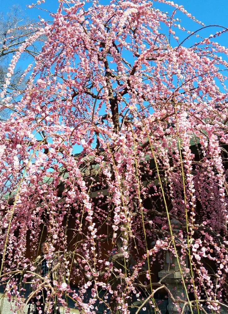 お出かけ先の画像 by hanabiraさん | お出かけ先と京都城南宮の梅と地植えと季節の花と花のある暮らしと可愛い花と京都城南宮