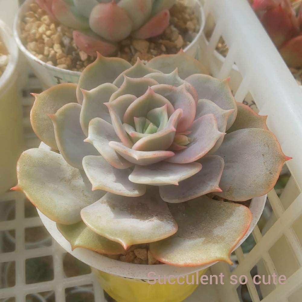 バルコニー/ベランダの画像 by Succulent so cute ♥さん | バルコニー/ベランダとリラシナ×デレンベルギーとローラアゲインとLola againとLilacina × Derenberugiiとcute ♥️ ローラアゲインとチーム大阪とno green no lifeとcute ♥️ リラシナ×デレンベルギーとお気に入り~✴️とエケベリア属とスマホ撮影加工なしとsucculent so cute ♥️とチームグリーンとgreenとSucculent Lifeとenjoy botanical life ♥️とcute ♥️ エケとso cute garden ♥️とGS萌え~✴️と多肉コレクション♥と葉っぱlove♥と冬の多肉ちゃんとsucculentとsucculent love ♥
