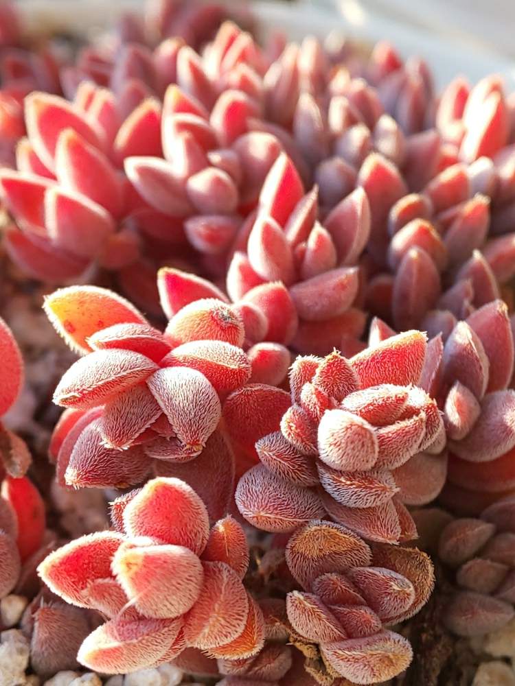 棚の画像 by たっちんさん | 棚とレモータと多肉植物とクラッスラ属と多肉のある暮らしと多肉ラボ©とたっちんのレモータと花のある暮らし