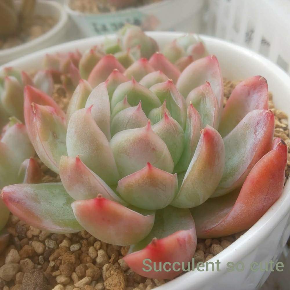 バルコニー/ベランダの画像 by Succulent so cute ♥さん | バルコニー/ベランダとギルバ×ブルーサプライズとAgavoides sp gilva × Blue surpriseとcute ♥️ ギルバ×ブルーサプライズとcute ♥️ ブルーサプライズ交配とチーム大阪とno green no lifeとお気に入り~✴️とエケベリア属とスマホ撮影加工なしとsucculent so cute ♥️とチームグリーンとgreenとSucculent Lifeとenjoy botanical life ♥️とcute ♥️ エケとso cute garden ♥️とGS萌え~✴️と多肉コレクション♥と葉っぱlove♥と冬の多肉ちゃんとsucculentとsucculent love ♥