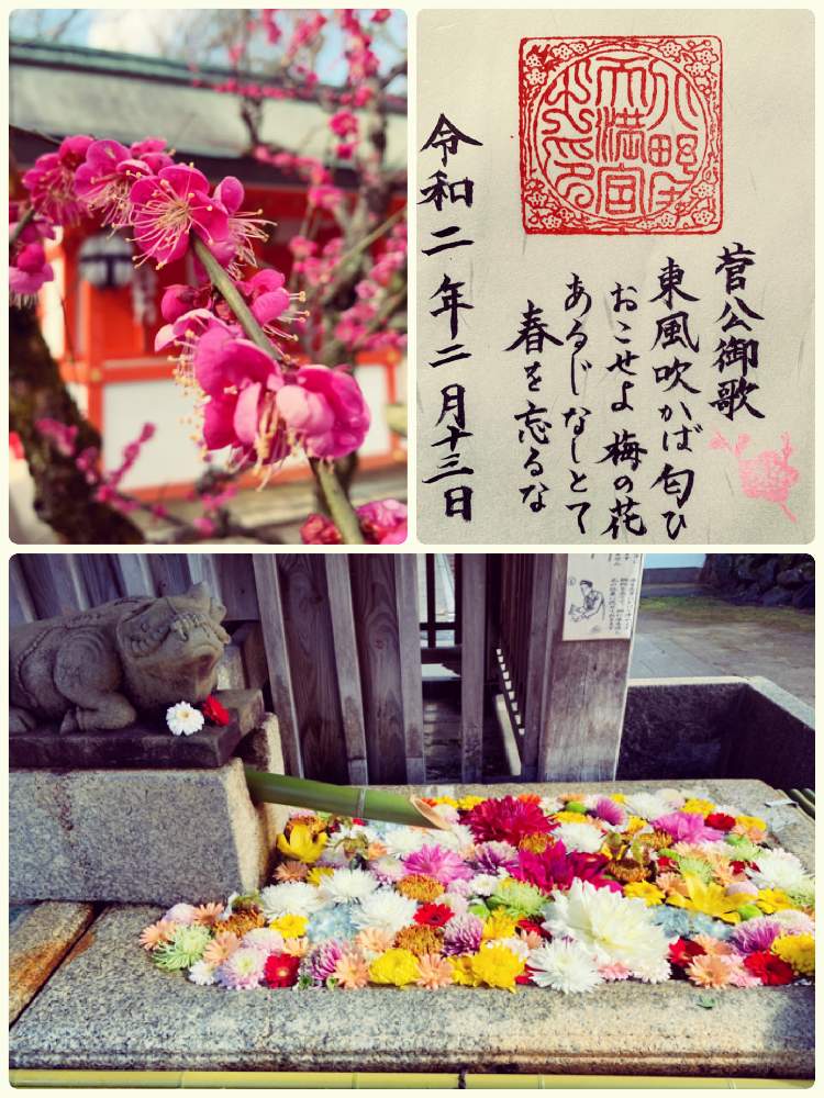 お出かけ先の画像 by cosmoさん | お出かけ先と北野天満宮と 梅の花と菅原道真と御朱印巡りとGS映えとことりっぷと庭師とガーデナーと花のある暮らし