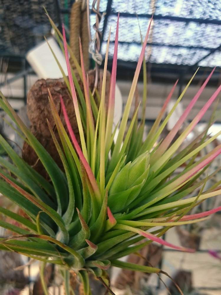 広い庭の画像 by かき揚げさん | 広い庭とチランジア・デリカータと多肉植物とオザキフラワーパークと植中毒と温室と多肉おばちゃんとエアプランツとエアープランツ/チランジア