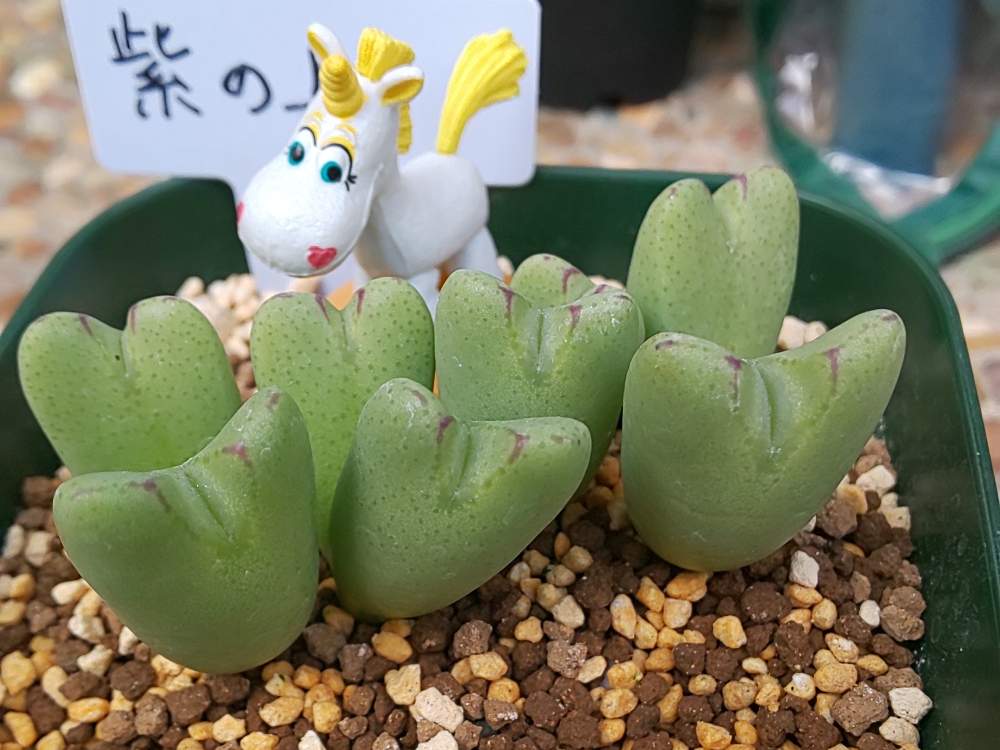 バルコニー/ベランダの画像 by ハクさん | バルコニー/ベランダとコノフィツム 紫の上と初心者ですとメセン科とおしり多肉とメセン類と多肉超初心者とコノフィツム属としわしわ多肉とビニール温室とホームセンターと冬生育型と石川県と多肉初心者