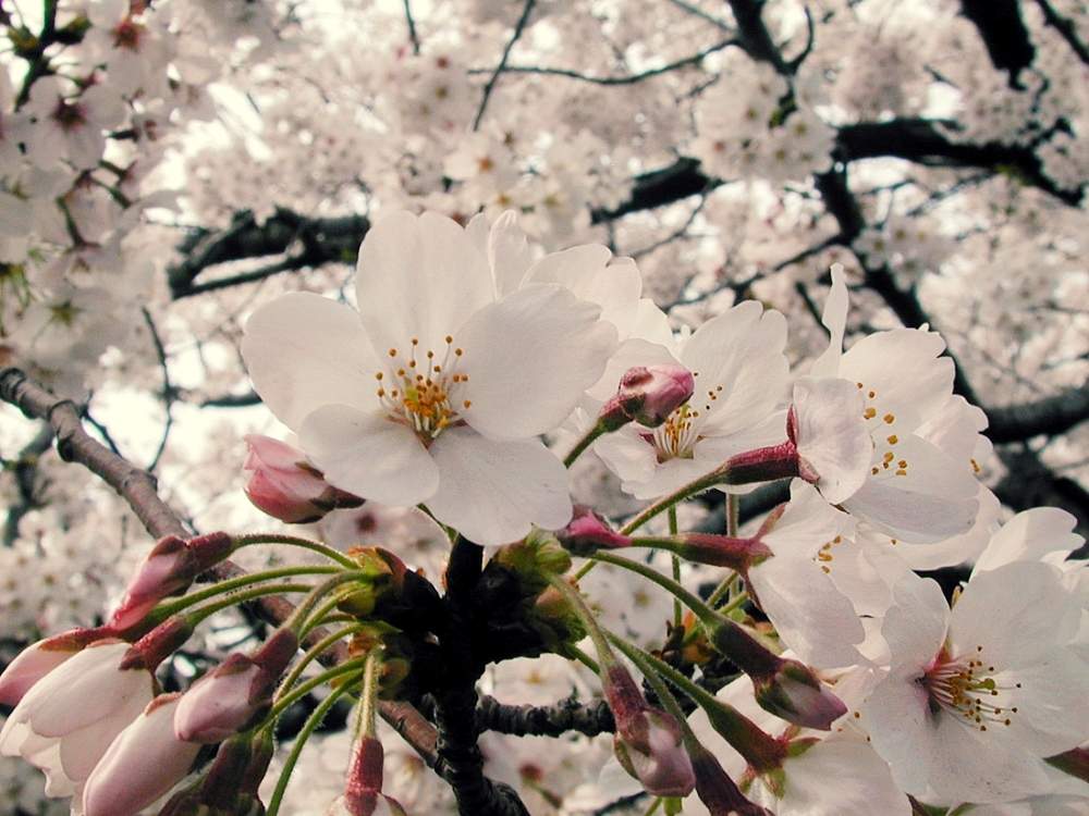お出かけ先の画像 by hiroshiさん | お出かけ先とサクラとソメイヨシノと春のお花とさくら 桜 サクラと今日のお花と今日の花と花のある暮らしとピンクの花