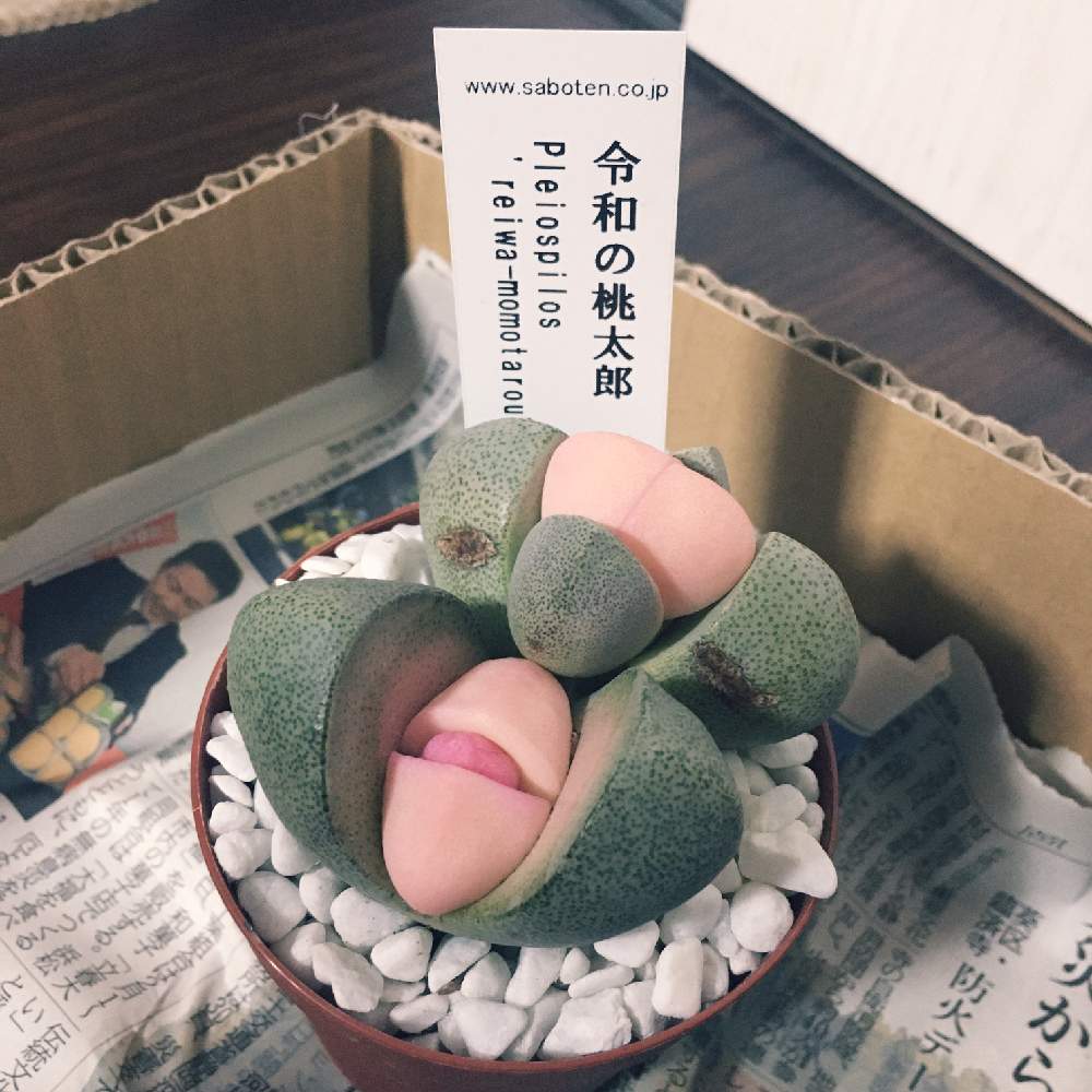 の画像 by ner0l1さん | 令和の桃太郎と多肉植物とメセンとプレイオスピロス属