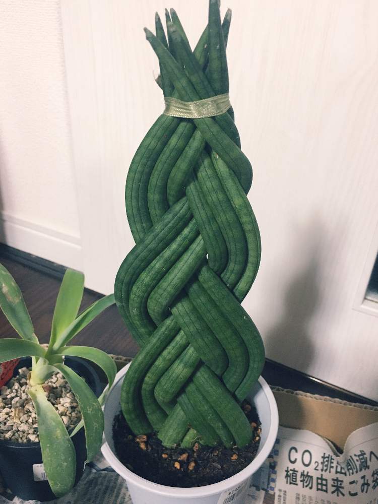 の画像 by ner0l1さん | サンスベリアスタッキーとアテナータと多肉植物とねじねじと相談と三つ編み