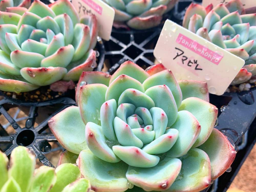 畑の画像 by Flower Villageさん | 畑と横浜タニラーとエルクホーン綴化とタニパトと多肉大好きと寄せ植えと紅葉する多肉と神奈川タニラーと多肉植物のある暮らしと植中毒とエケベリア女子とフラワービレッジと多肉女子とタニラーと埼玉タニラーと観葉植物のある暮らしと韓国苗とflowervillageと葉っぱアートとビザールプランツとインテリアグリーン