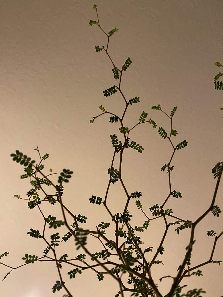 部屋の画像 by asanaxxxさん | 部屋とソフォラ リトルベイビーと観葉植物と植物のある暮らしとソフォラ ミクロフィラ リトルベイビーとno green no lifeと緑のある暮らしとアーティスティックフォトコンとメルヘンの木♥