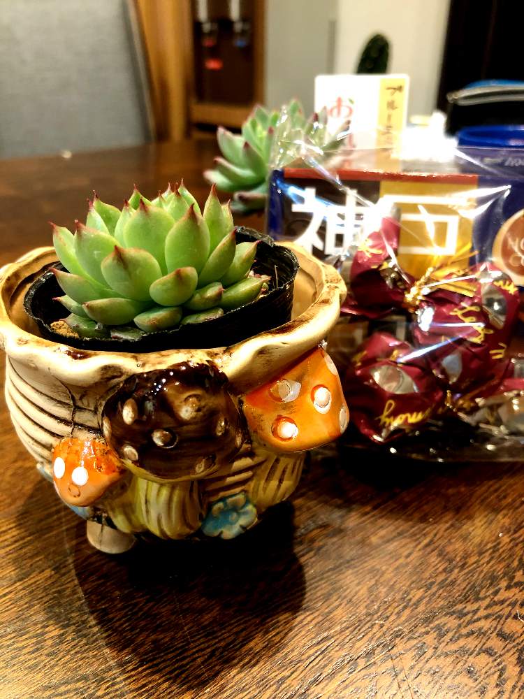 部屋の画像 by コニー✨さん | 部屋と韓国鉢とステキ便❤と植中毒とHTC No.278とバラと夢CLUBと多肉女子と可愛い〜♡とタニラーと毎日お疲れとたにおたくらぶ