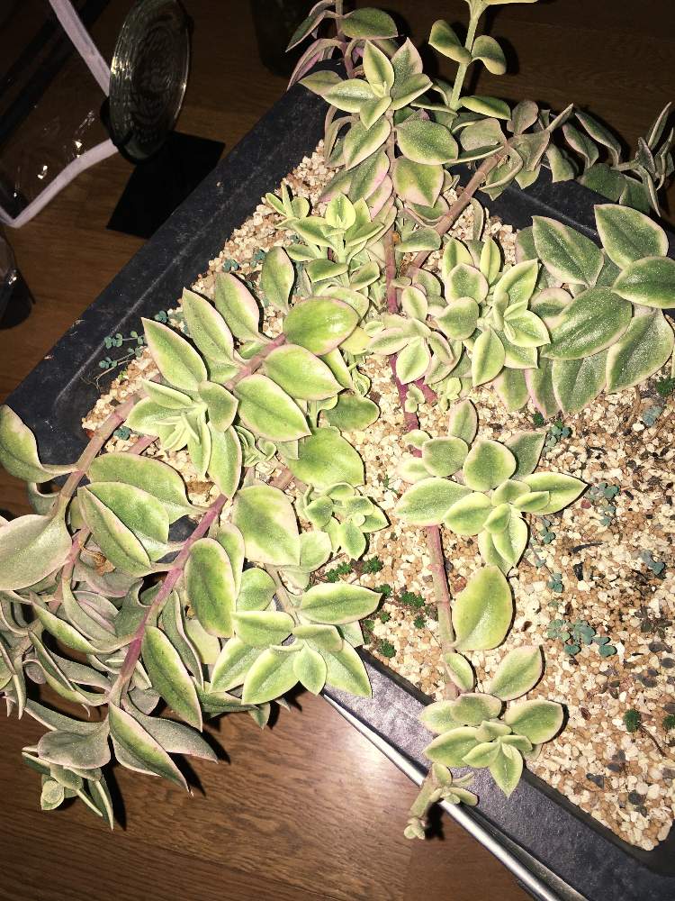 部屋の画像 by 南雲さん | 部屋とベビーサンローズと多肉植物 ベビーサンローズと盆栽用の鉢と多肉植物とサボテンと植え替え予定と花のある暮らしと100円ショップと寒い日