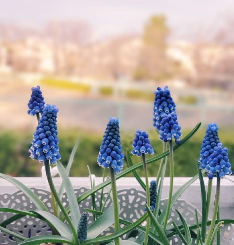 エントランスの画像 by otanico.さん | エントランスとムスカリとガーデニングと花のある暮らしと『秋植え球根2020』フォトコンテスト