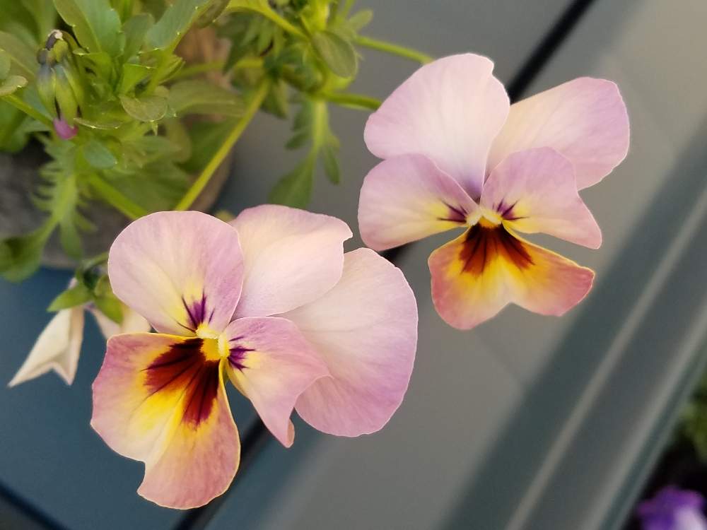 小さな庭の画像 by ★kmkm★さん | 小さな庭とビオラと鉢植えのお花とビオラ・パンジーとピンクの花とお気に入りとアンティークとパンジービオラの虜と美しいと可愛いと花のある暮らしといやし♪