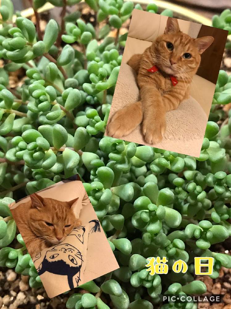 の画像 by Rosemaryさん | 多肉生活と猫バカと猫の日と2月22日とニャンニャン祭り
