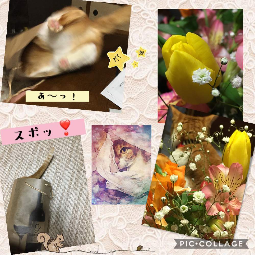 部屋の画像 by ナミママさん | 部屋とチューリップとネコのいる暮らしとニャンニャン祭りとヒヤミカチ首里城!とネコ好きとひやみかち首里城!とネコと植物とネコと花のある暮らし