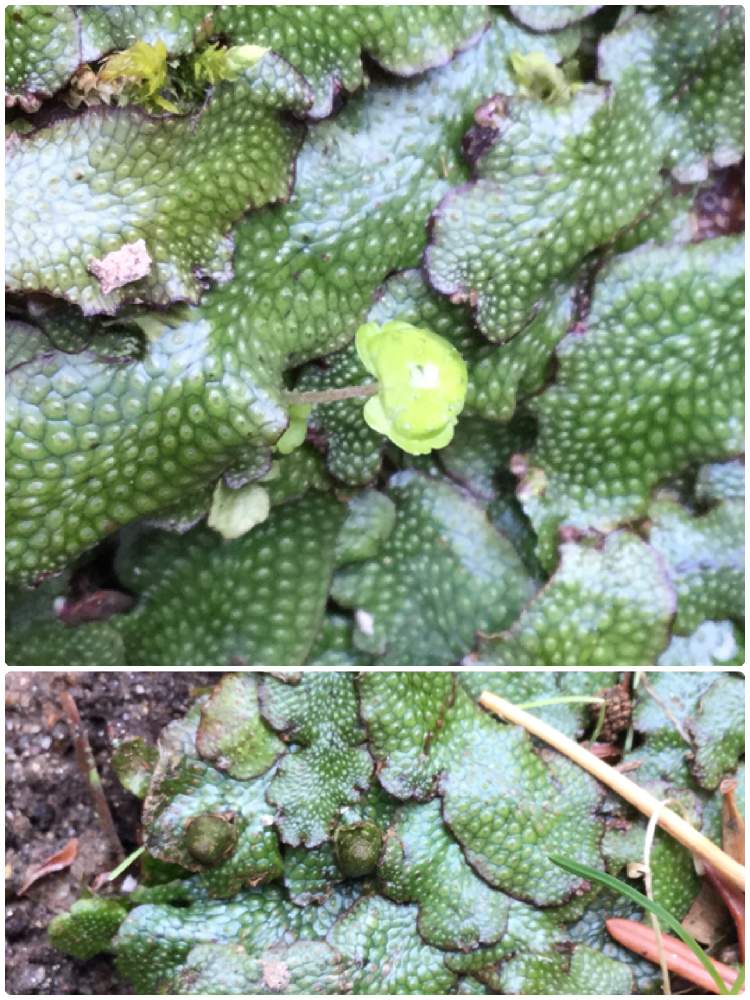 お出かけ先の画像 by きまさん | お出かけ先とジャゴケと山野草とコケ植物と苔輪ピック選考会