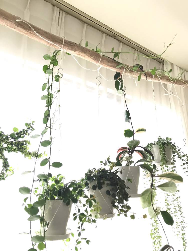 の画像 by nicoさん | グリーンドラムとn⁂001と新葉と観葉植物とクセロシキオス属と成長記録と多肉植物とサボテン
