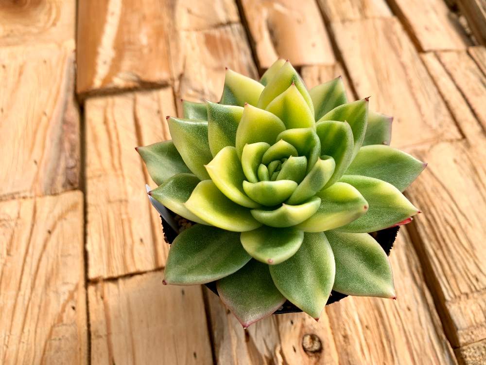 畑の画像 by Flower Villageさん | 畑と横浜タニラーとタニパトと多肉大好きと寄せ植えと神奈川タニラーと多肉植物のある暮らしと植中毒とエケベリア女子とエケベリア属とフラワービレッジと多肉女子とタニラーと埼玉タニラーと観葉植物のある暮らしと韓国苗とflowervillageと斑入り多肉と葉っぱアートと多肉植物 エケベリアとインテリアグリーン
