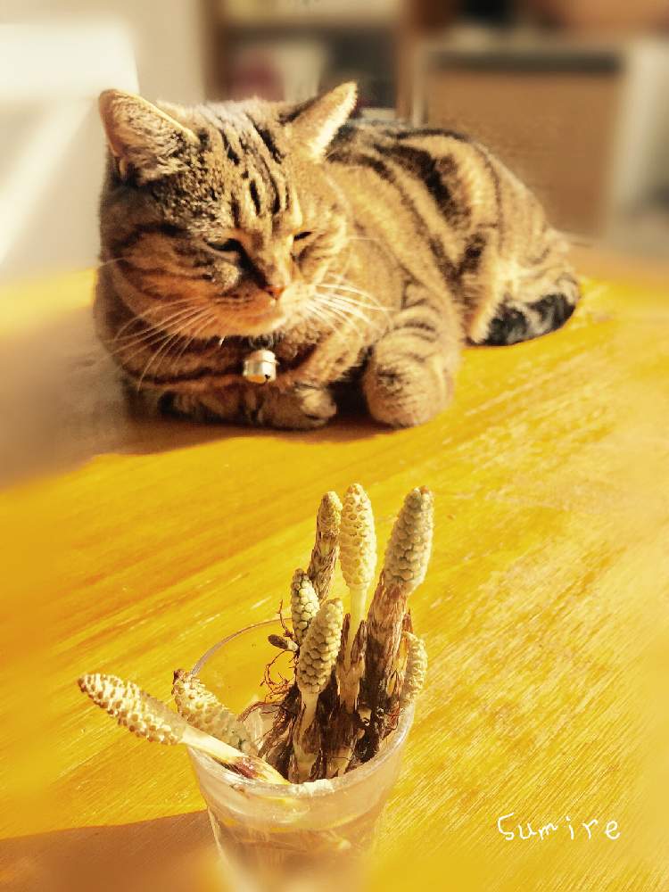 部屋の画像 by すみれさん | 部屋と猫と植物と猫との会話と猫と植物と暮らすと猫との暮らしと猫中毒