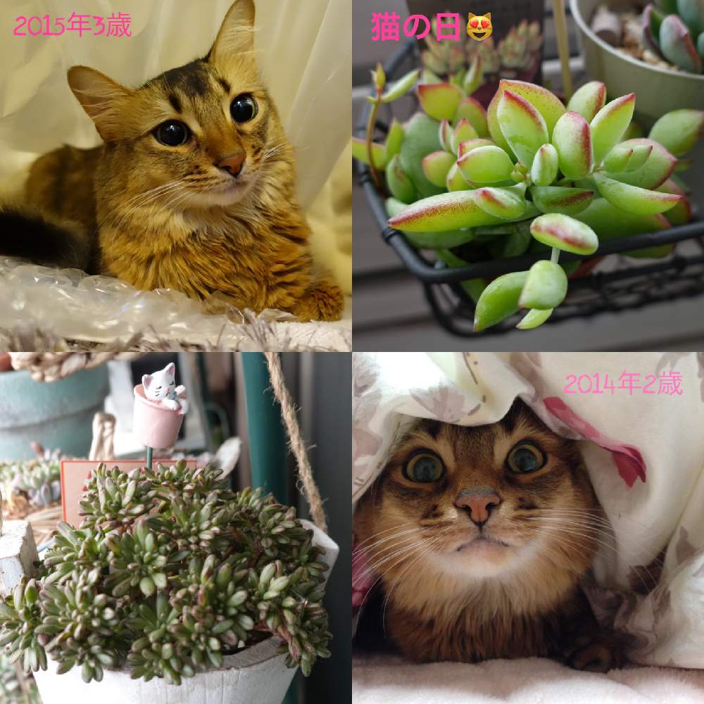 の画像 by やりももさん | ペンデンスと小人の祭りと多肉植物とネコのいる暮らしとニャンニャン祭りとベランダガーデンと猫の日と多肉とネコ
