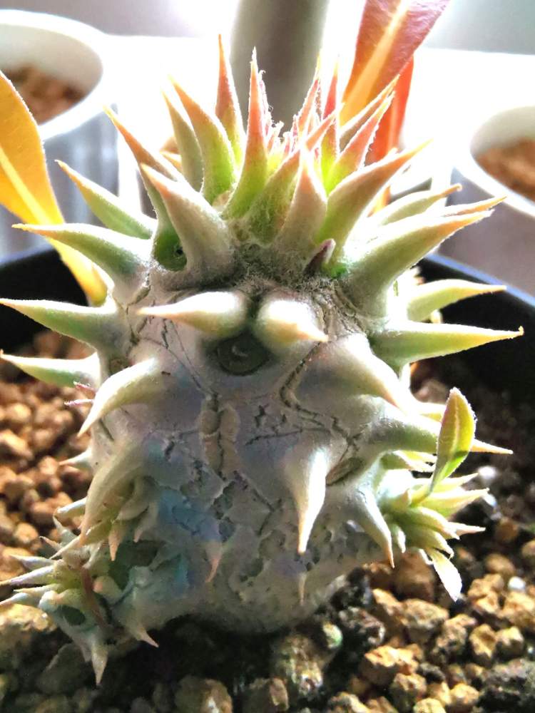 部屋の画像 by poporopoooさん | 部屋とHi♪と多肉植物とパキポディウム属と植物のある暮らしとボタニカルライフと塊根植物のある暮らしと塊根と多肉大好きと多肉植物のある暮らしとコーデックスとエブレネウム実生とパキポディウム エブレネウムと多肉女子と塊根植物と多肉多肉多肉