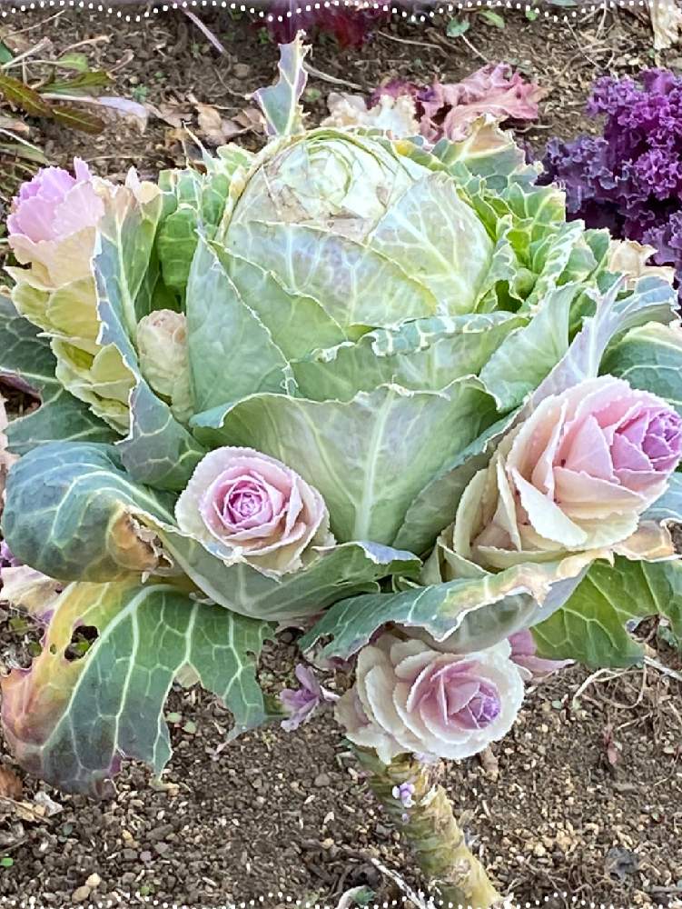 お出かけ先の画像 by ''まこS''さん | お出かけ先と葉牡丹⁉️と公園の植え込み