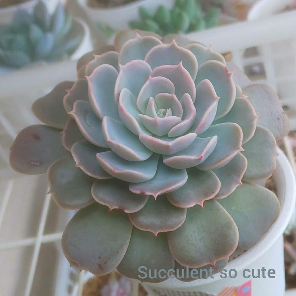 バルコニー/ベランダの画像 by Succulent so cute ♥さん | バルコニー/ベランダとサンカルロス×ピンウィールとOdysseyとオデッセイとSancarlos×Pinwheelとcute ♥️ オデッセイとチーム大阪とno green no lifeとサボテン相談室とお気に入り~✴️とエケベリア属とスマホ撮影加工なしとsucculent so cute ♥️とチームグリーンとgreenとSucculent Lifeとenjoy botanical life ♥️とcute ♥️ エケとso cute garden ♥️とGS萌え~✴️と多肉コレクション♥と葉っぱlove♥と冬の多肉ちゃんとsucculentとsucculent love ♥