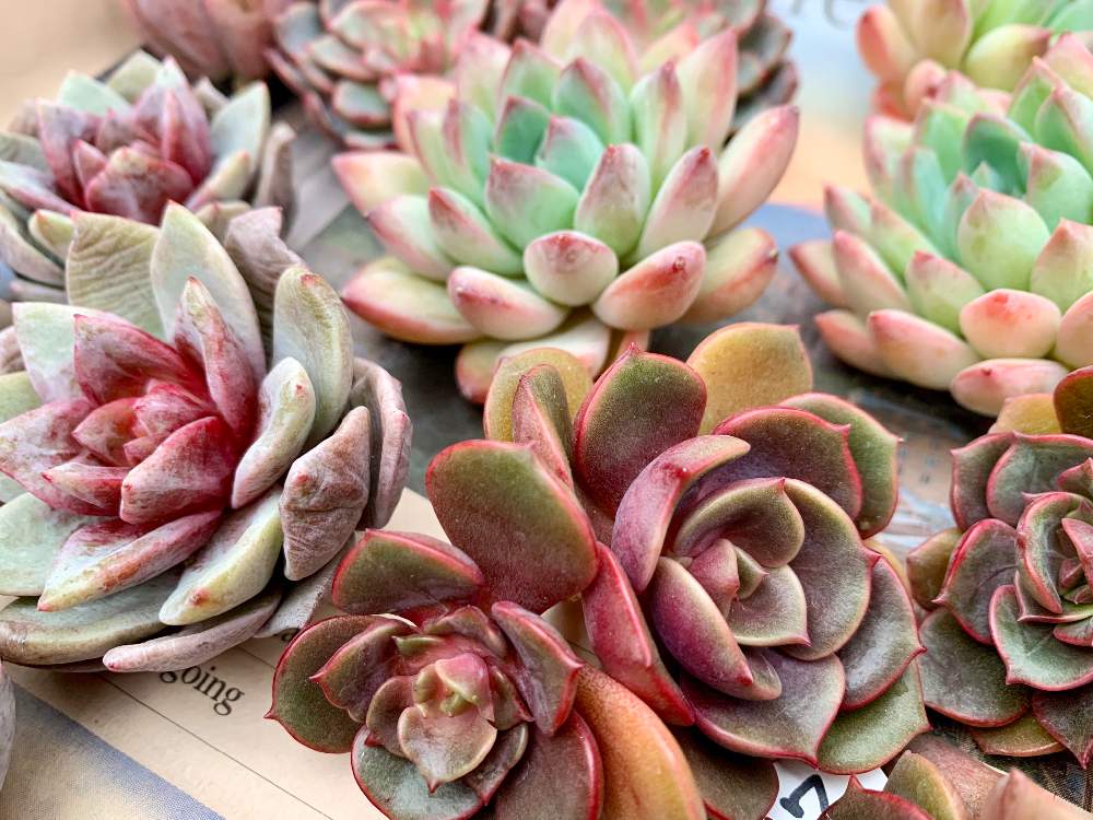 畑の画像 by Flower Villageさん | 畑と横浜タニラーとタニパトと多肉大好きと寄せ植えと紅葉する多肉と神奈川タニラーと多肉植物のある暮らしと植中毒とエケベリア女子とエケベリア属とフラワービレッジと多肉女子とタニラーと埼玉タニラーと観葉植物のある暮らしと韓国苗とflowervillageと葉っぱアートと多肉植物 エケベリアとインテリアグリーン
