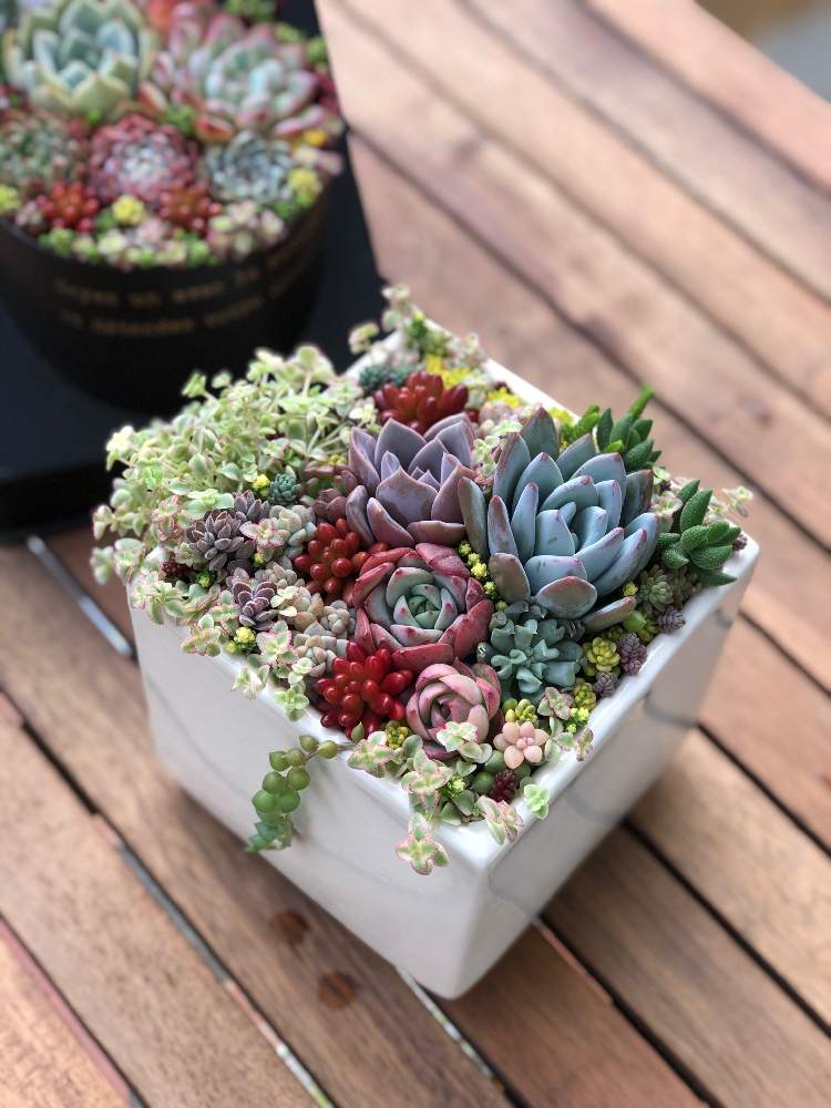 小さな庭の画像 by Mitis felicitas ☆エミ☆さん | 小さな庭と多肉植物と リトルミッシーとアンティーク風✨電話プランターとプレゼントと寄せ植えと寄植えオーダーとノンフィルターとわが家の多肉スペースと紅葉する多肉とGS映えと寄植えと多肉女子とInstagramとタニラーとピンクのステッチと多肉棚とかわいいな♡と多肉寄せ植えとDIY飾り棚
