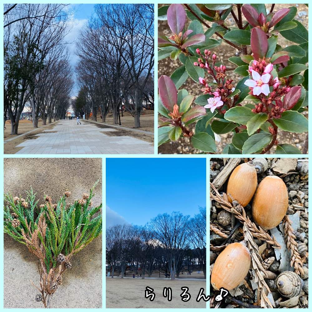 の画像 by らりるん♪さん | 杉の実とシャリンバイとベニバナシャリンバイとコニファーの実と鶴間公園と南町田グランベリーパークとグランベリーパークの花とどんぐりの実と実を付けた植物フォトコン
