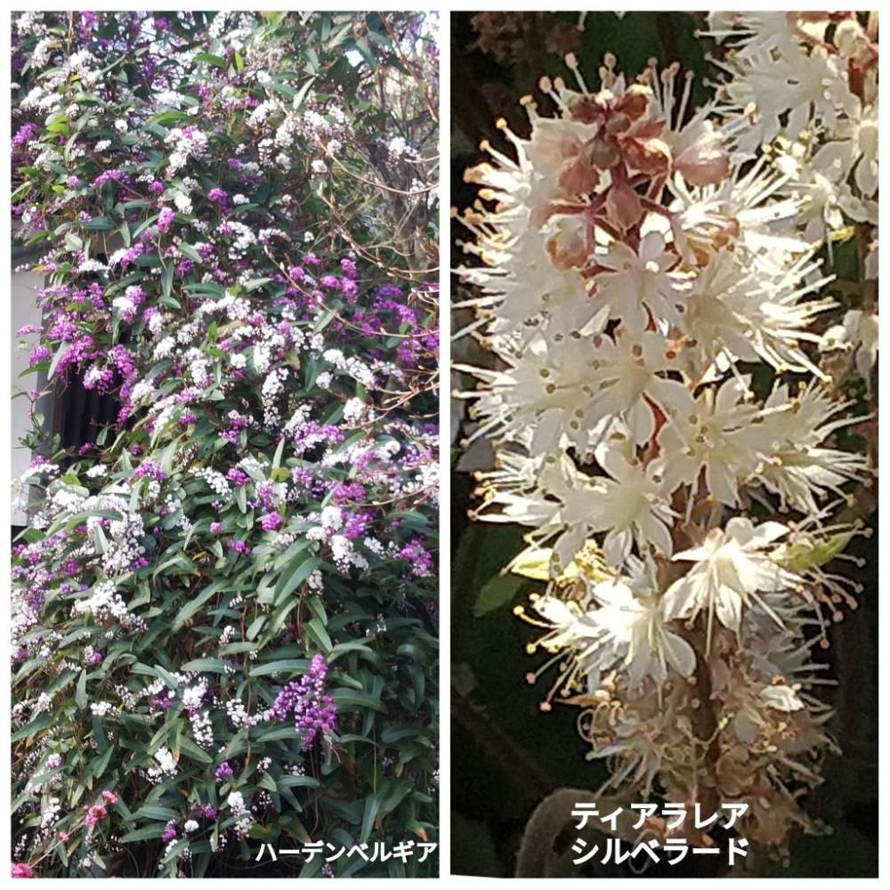 小さな庭の画像 by メリーさん | 小さな庭とティアラレア、シルベラードとハーデンべルギア白と紫と鉢植えと小さい花壇と花のある暮らしと狭い花壇と地植え