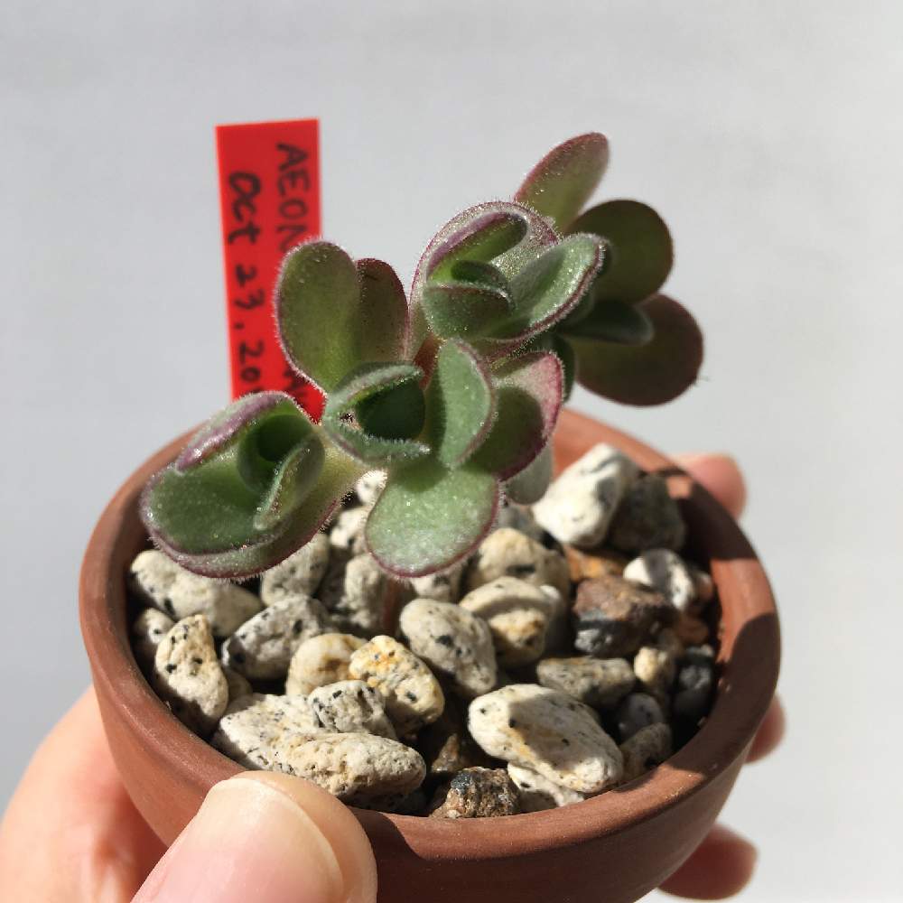 部屋の画像 by 盆 楓子さん | 部屋とアエオニウム サウンデルシーと多肉植物と変な植物と多肉大好きとおひとりさま多肉と変わった多肉と頭の中は多肉だけとアエオニウムとアエオニウム属と多肉植物のある暮らしと変わった形が好きと植物女子ベランダーとたにくまにあ_aoと多肉ミラクルと多肉女子と多肉まみれとたにおたくらぶとGREEN UP!と多肉植物 多肉の有るくらし